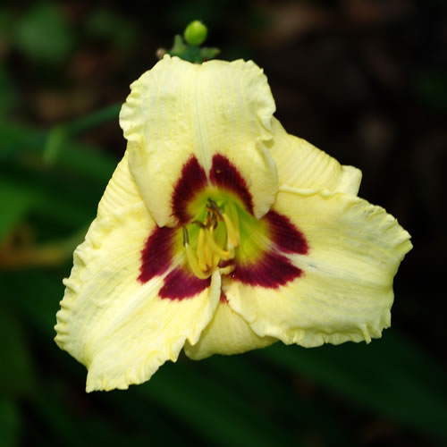 Hemerocallis Siloam Uri Winniford